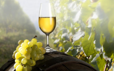 VINO, BIANCO, VERDICCHIO, AGRITURISMO,