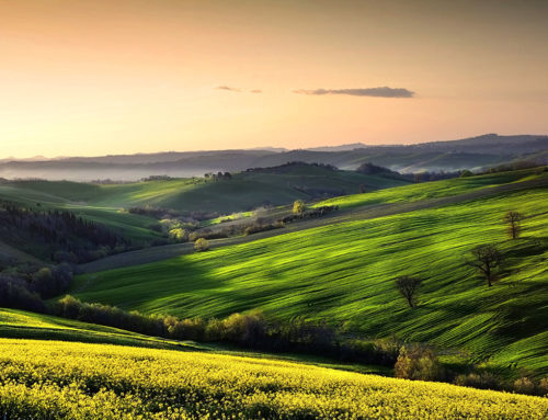 Colline marchigiane